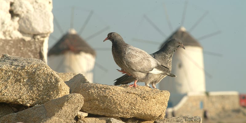 peristeria miloi
